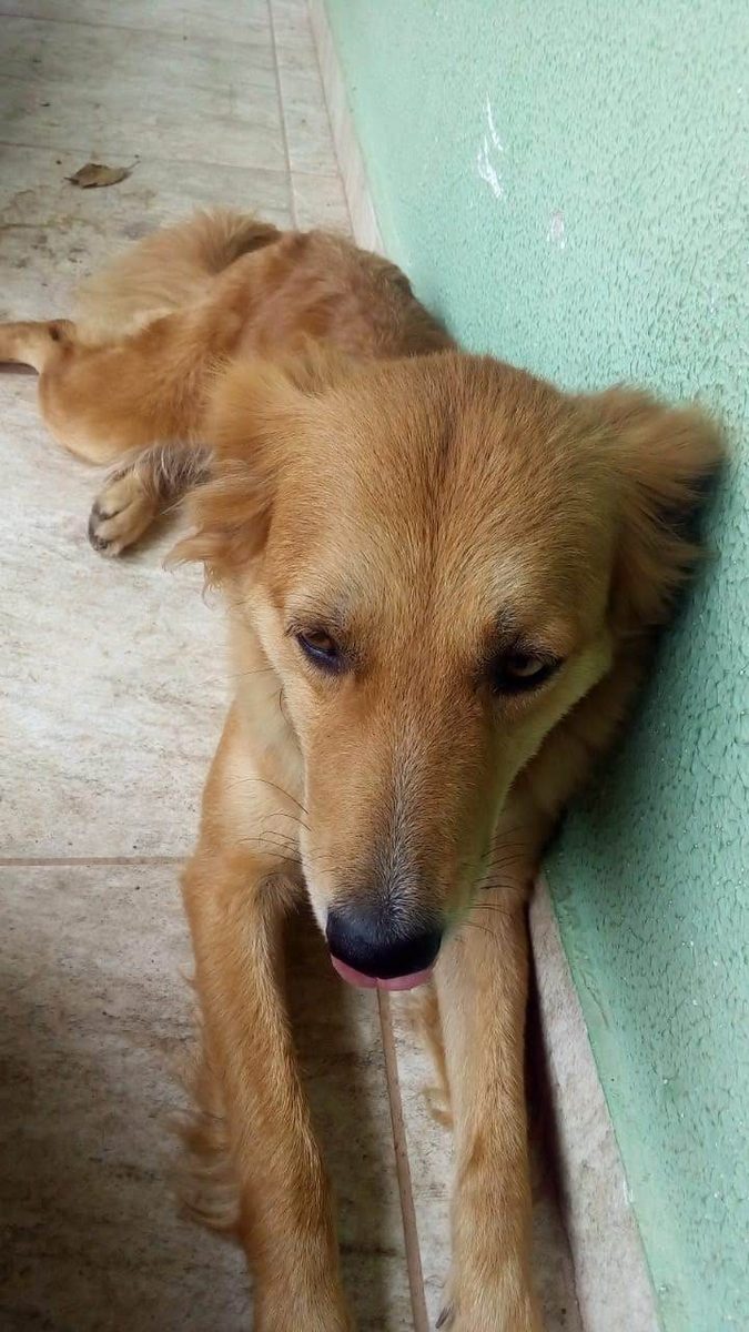 Belinha, cachorra caramelo de pelo longo, deitada no chão olhando para cima.