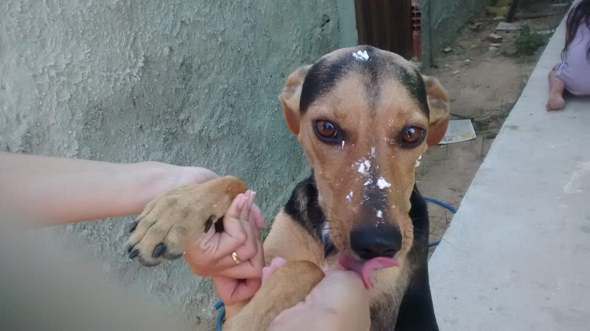 Pepinha tomando banho, patinha na mão de alguém, cara de espuma.